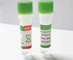 Donkey Anti-Rabbit IgG(H+L)  NL557-conjugated Antibody