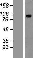 HIF-1 alpha(HIF1A) (NM_001530) Human Tagged ORF Clone