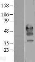 PD1(PDCD1) (NM_005018) Human Tagged ORF Clone