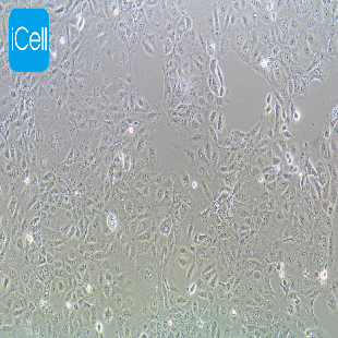 NCI-H3255 人肺癌细胞（暂不提供）