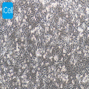 NCI-H1703 人肺鳞癌细胞