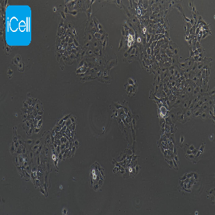 NCI-H292 人肺癌细胞(淋巴结转移)