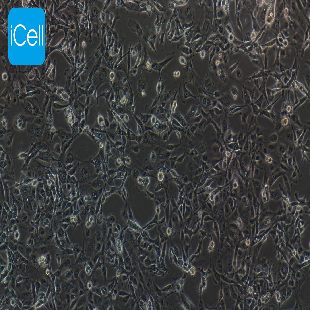 MET-5A 人膜间皮细胞